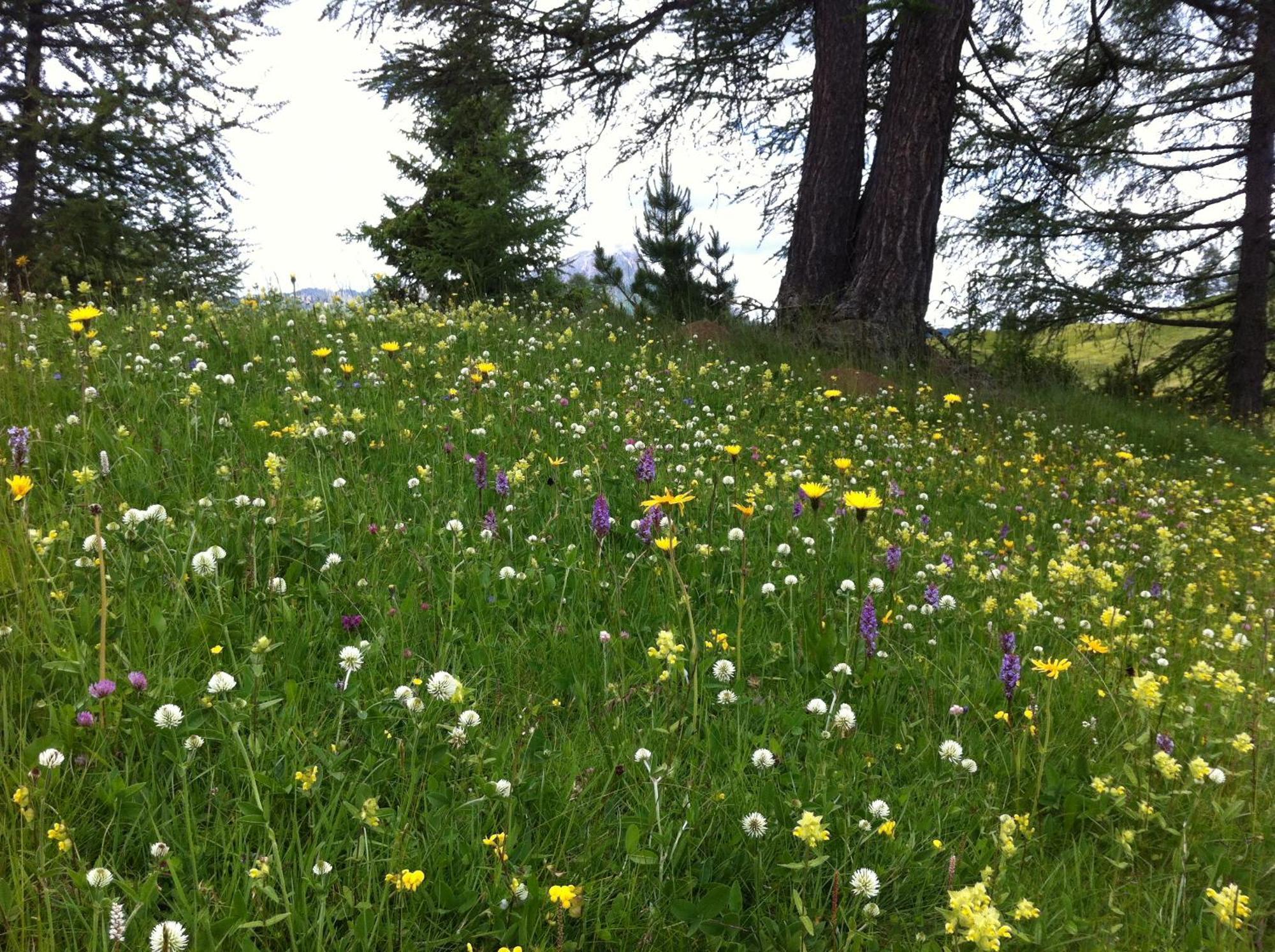 باديا Ciasa Wallis المظهر الخارجي الصورة